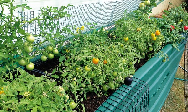 Thumbnail for In the garden: Oranges, tomatoes and storms