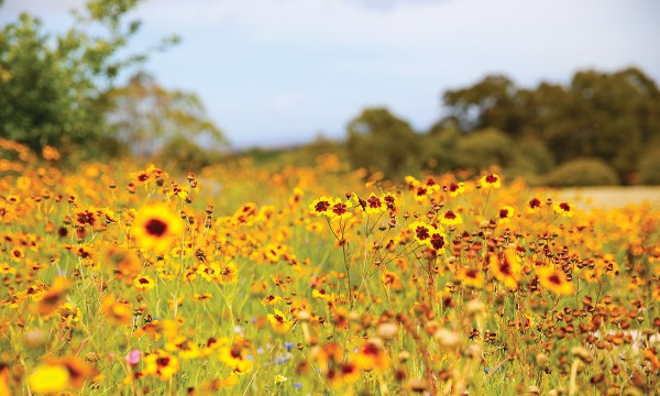 Thumbnail for Public wildflower meadows: Fields of dreams