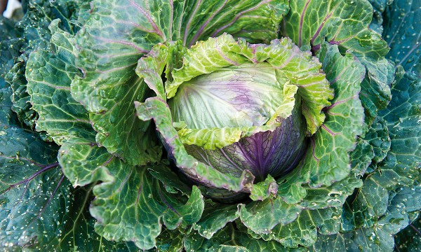 Thumbnail for In the garden: cabbage, herbs and pretty polyanthus