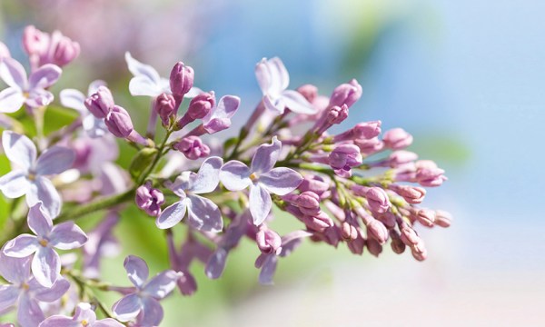 Thumbnail for In the garden: A flurry of fragrant flowers
