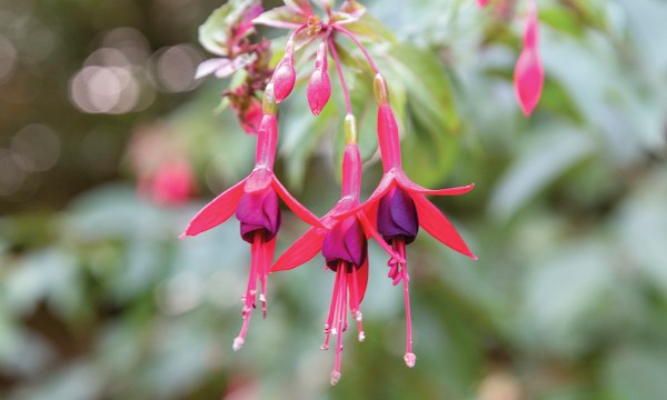 Thumbnail for In the garden – fuchsias, watercress and olives