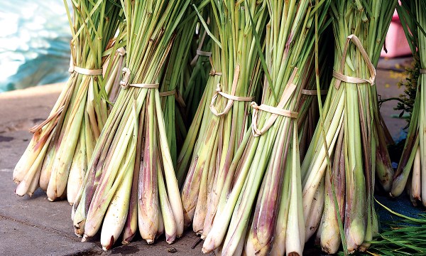 Thumbnail for In the garden: Spring jobs, lemongrass and nut trees