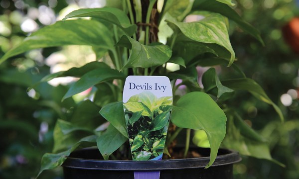 Pothos or devil's ivy can be harmful if ingested