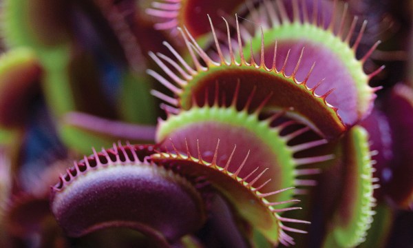 Thumbnail for Carnivorous plants: Hungry for something new?