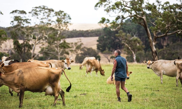 Thumbnail for SA’s best regional produce