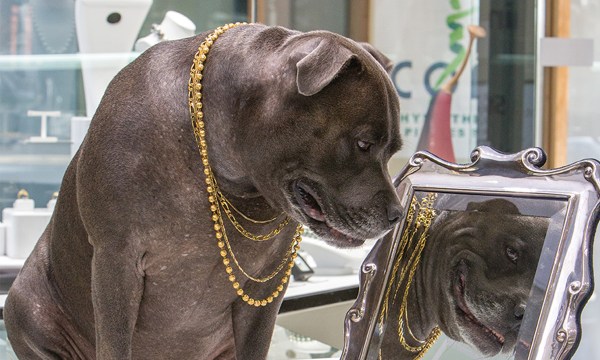 Resident security guard at Martin Rogers Jewellery, Stanley the Staffy
spends most of his day napping at his owners’ feet. Stanley is only woken
by the chance to visit his favourite butcher or greet customers coming
into the store. While he may look tough, Martin says he’s a big softie
underneath, gratefully accepting pats from anyone he meets.