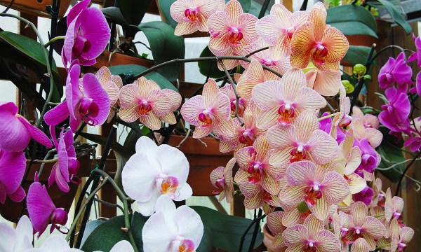 Thumbnail for Gifts that grow indoors