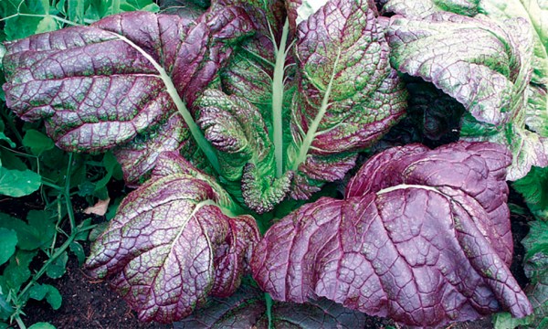 Thumbnail for In the garden: Grow some mustard greens
