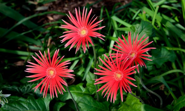 Thumbnail for In the garden: The  return of the Gerbera