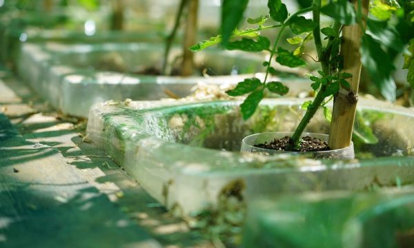 Thumbnail for Coming in July 2021: Patent-pending, world-changing technology inspiring a new method for planting