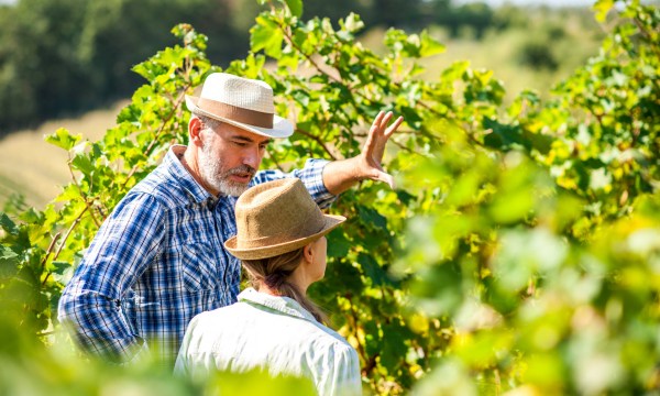 Thumbnail for Survey finds South Australian wine industry benefiting from global demand