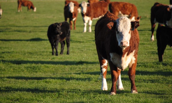 Thumbnail for South Australian Agricultural Town of the Year finalist: Millicent