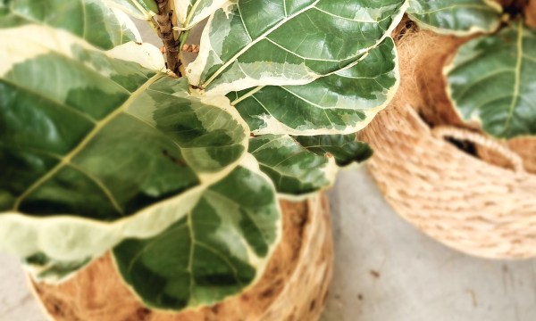 The variegated fiddle leaf fig needs a little extra TLC, but the bragging rights are tremendous.
