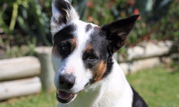 Thumbnail for Yindi: The story of a rescue dog