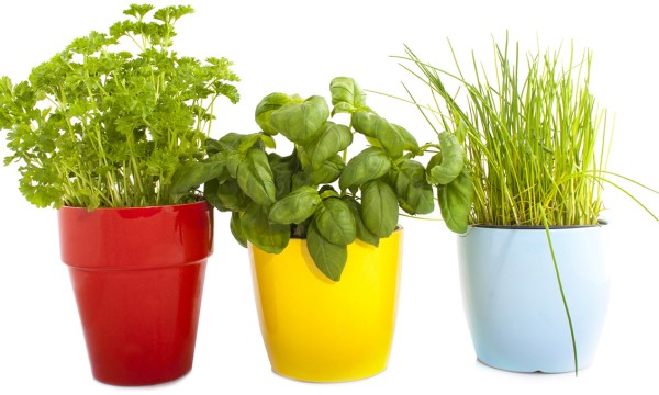 Thumbnail for In the garden: Grow herbs for health