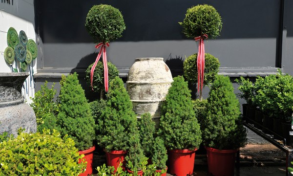 Thumbnail for In the garden: A tree change for Christmas