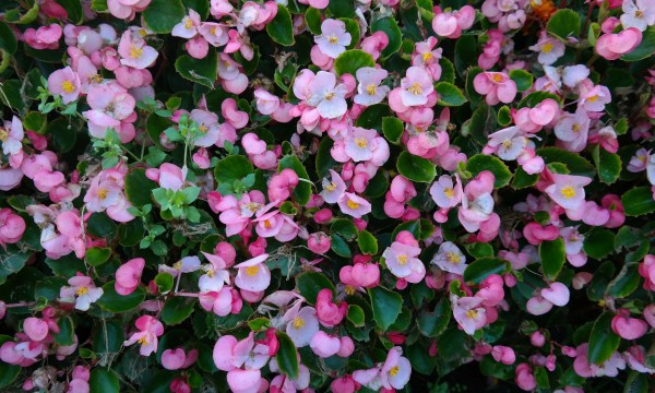 Thumbnail for In the garden: Plant some perennials