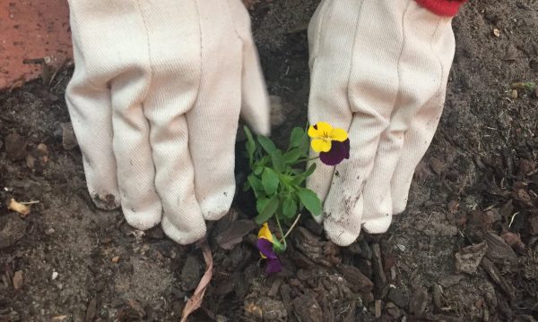 Thumbnail for In the garden: How to repot plants